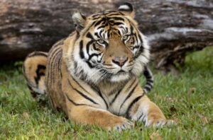 Career Orientation, Learning & Adventure at Zoo Miami Photo #14