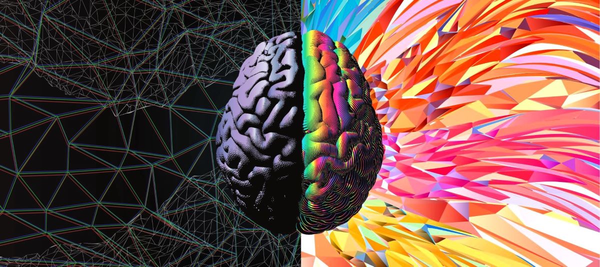 Human_brain_hemispheres